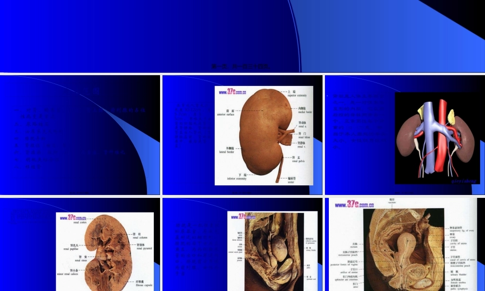8.泌尿系统及前列腺超声检查.pptx