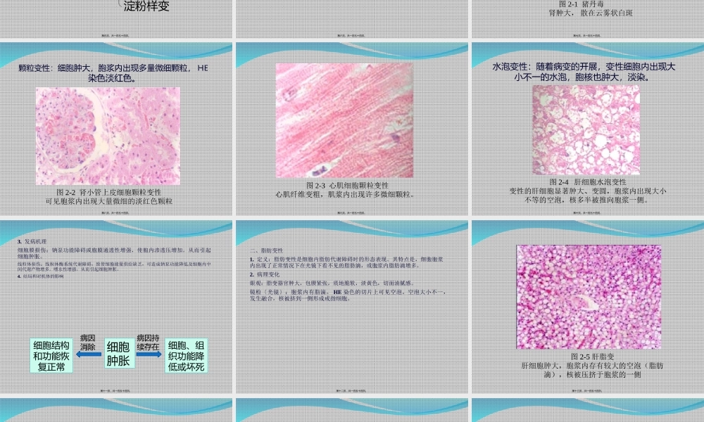 C2-细胞和组织的损伤、适应与修复.ppt