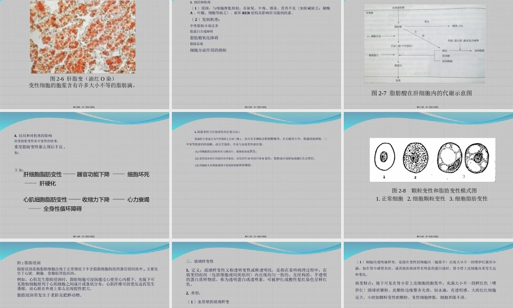 C2-细胞和组织的损伤、适应与修复.ppt