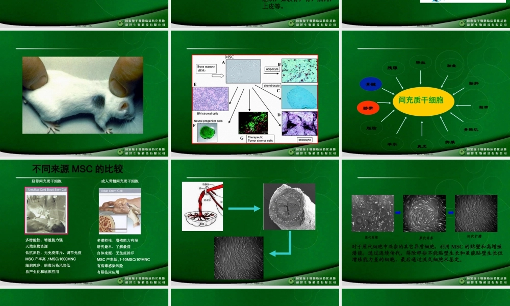 MSC干细胞.pptx