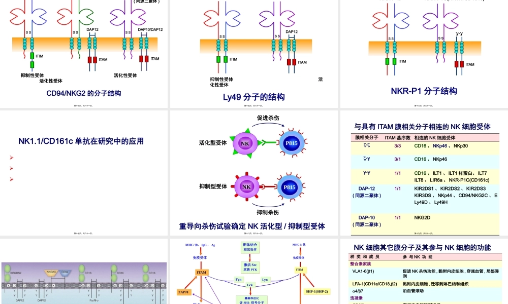 NK细胞(2010上).pptx