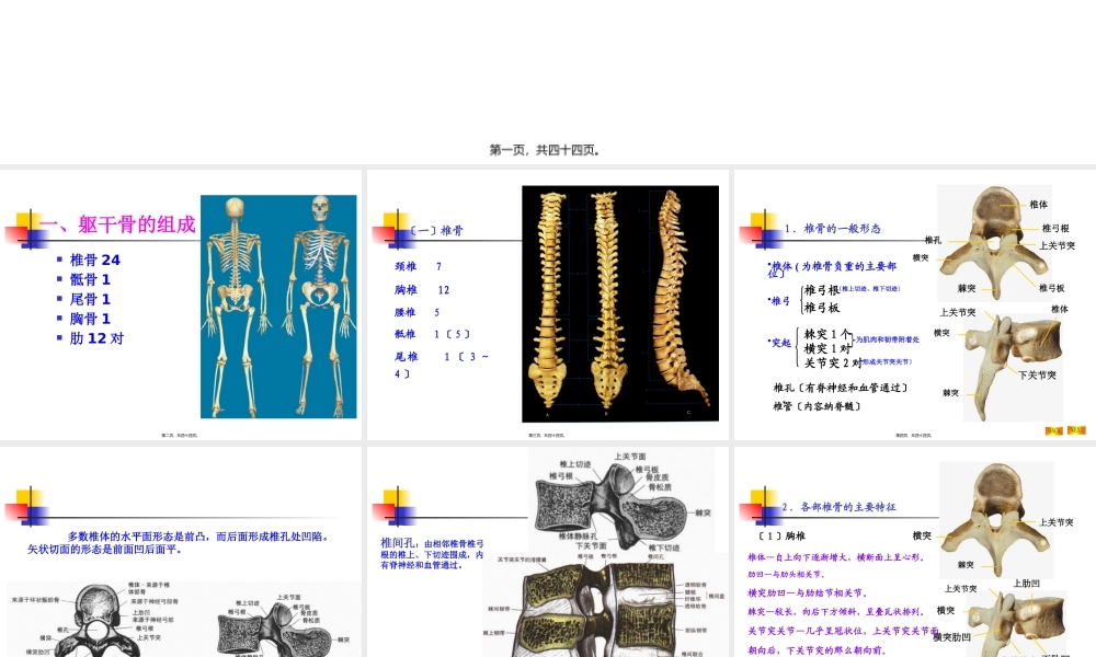 NO.2躯干骨及其连接.pptx