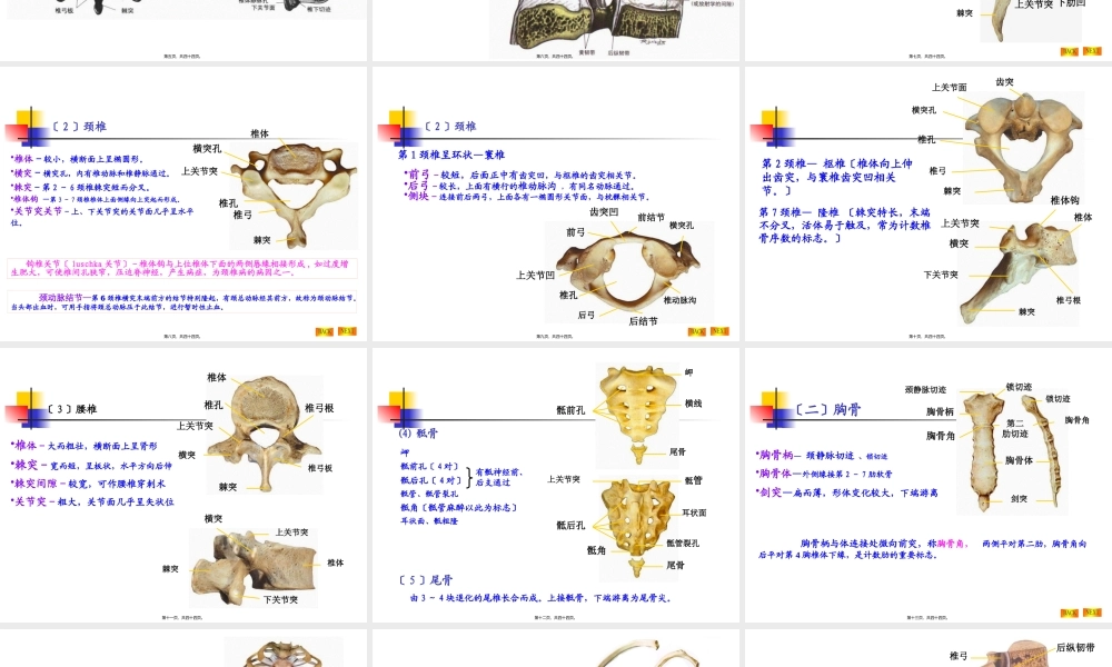 NO.2躯干骨及其连接.pptx