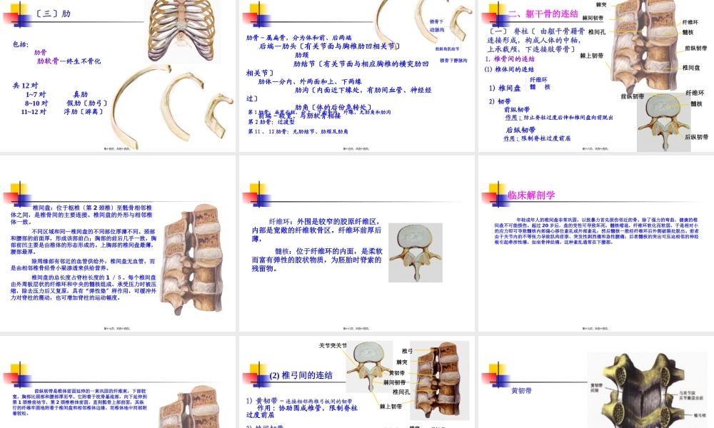 NO.2躯干骨及其连接.pptx