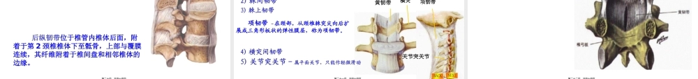 NO.2躯干骨及其连接.pptx