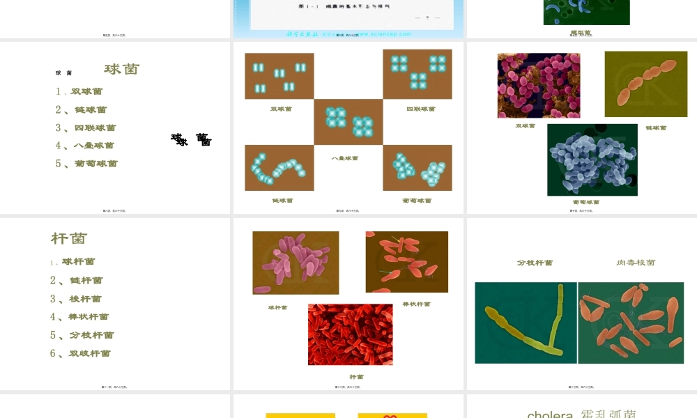 PPT第1章细菌的形态与结构.pptx