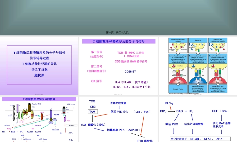 T-细胞激活.pptx