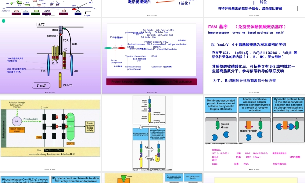 T-细胞激活.pptx