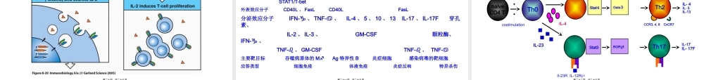 T-细胞激活.pptx