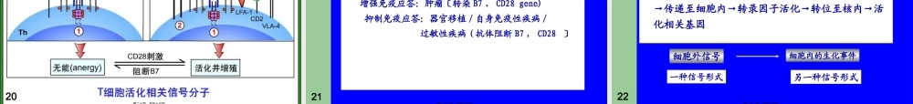 T淋巴细胞介导的细胞免疫应答.pptx