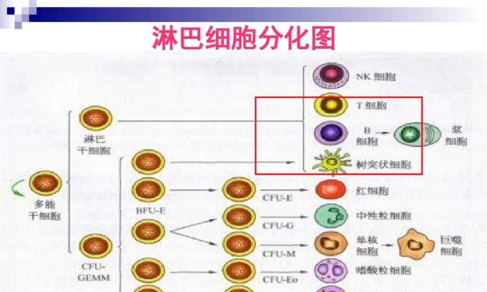 T淋巴细胞结果的解读全国会吴铁军.pptx