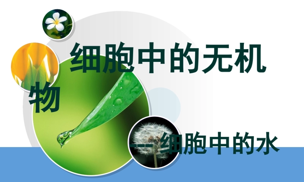 yml细胞中无机物.pptx