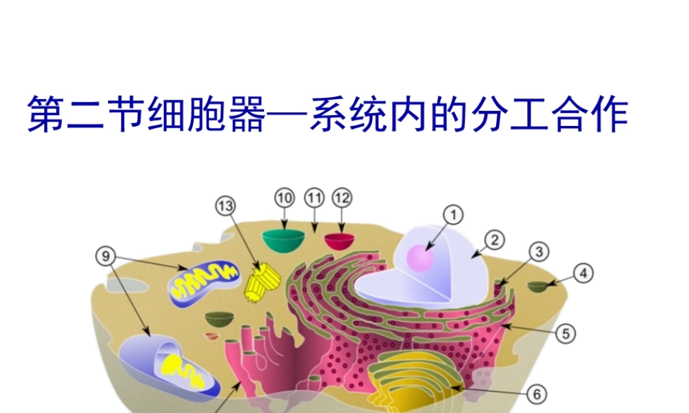 《细胞器——系统内的分工合作》(共48张PPT).pptx