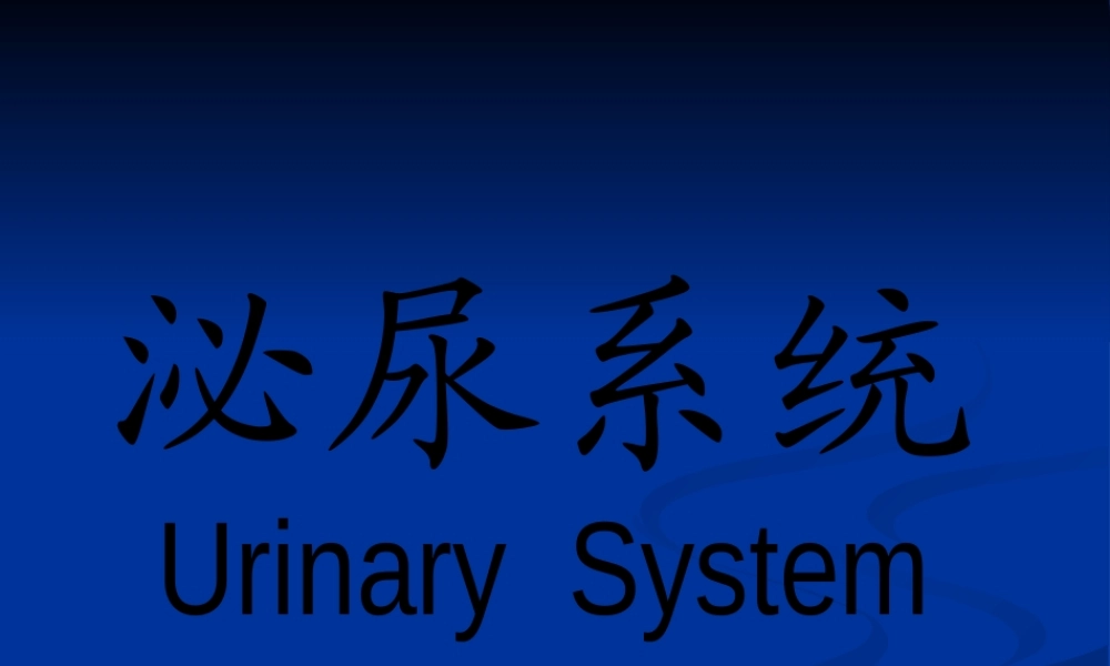 【组织胚胎学】泌尿系统.pptx