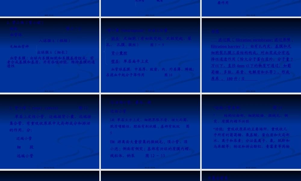 【组织胚胎学】泌尿系统.pptx