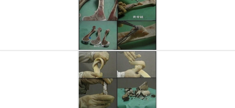 一、骨的一般特性.ppt