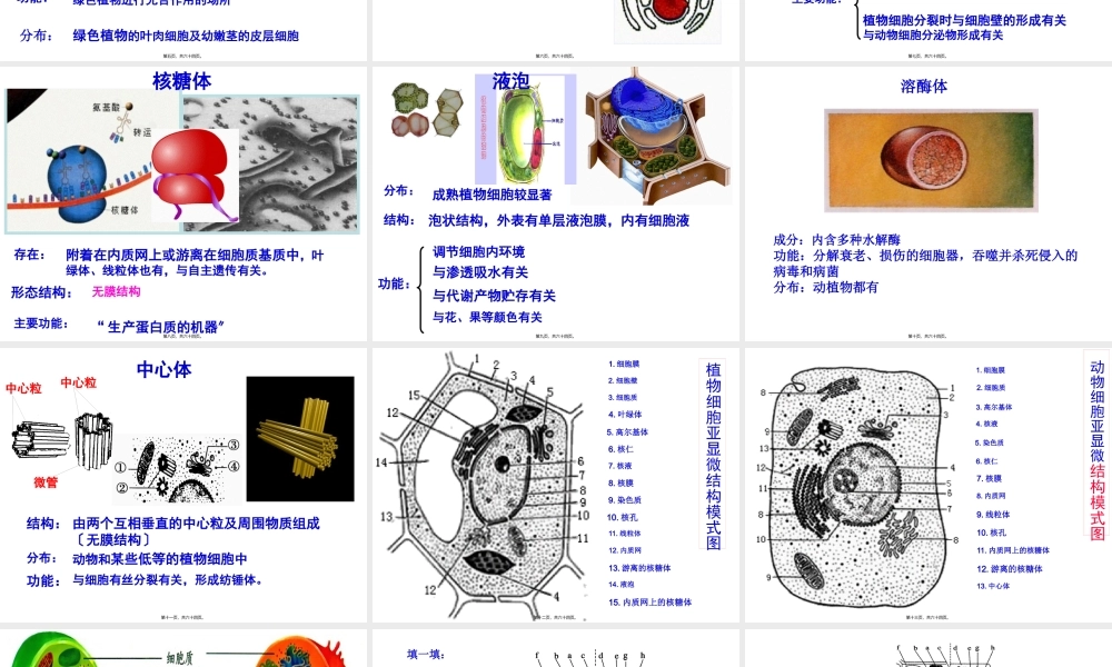 一轮复习细胞器.pptx