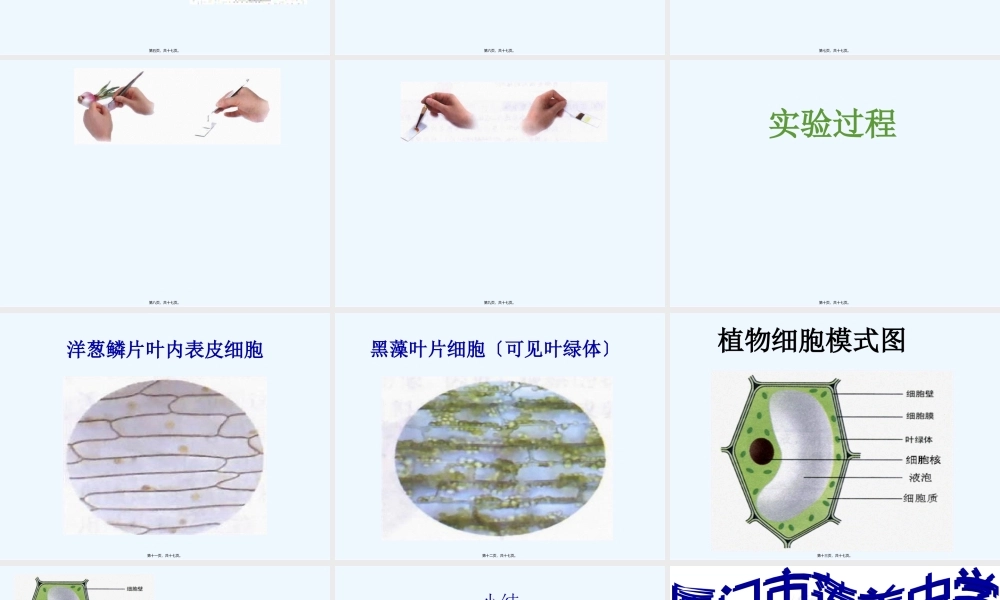 七上二单元一章二节观察植物细胞.pptx