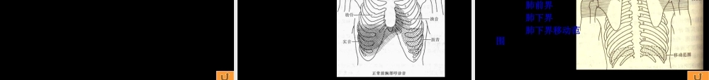 七年制胸部体格检查.pptx