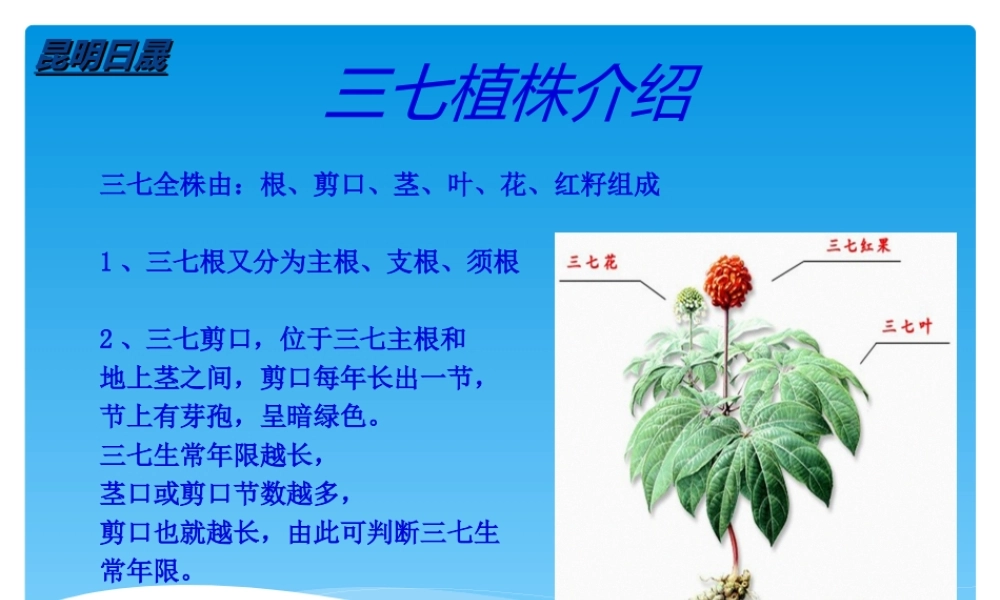 三七常见病害及综合防治.ppt