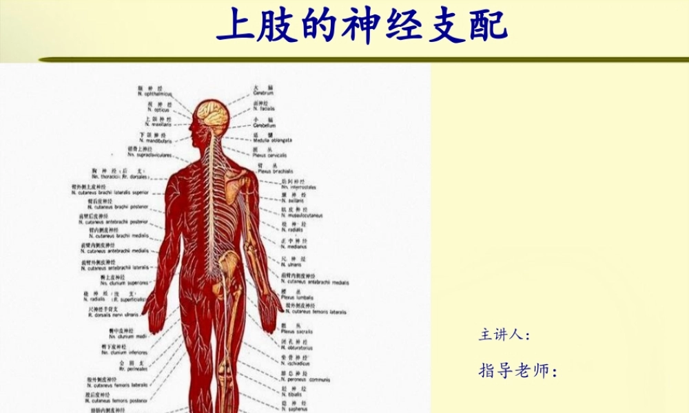 上肢神经的支配.pptx