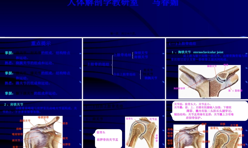 上肢骨、下肢骨连结.pptx