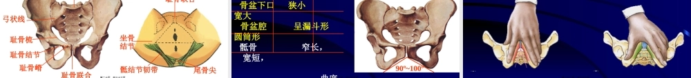 上肢骨、下肢骨连结.pptx