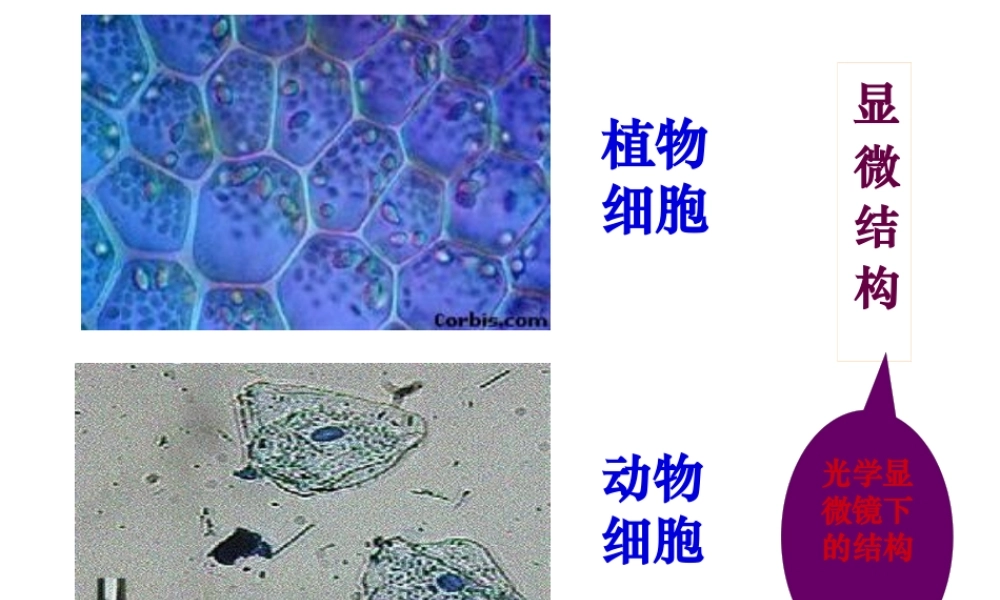 上课细胞器-系统内的分工合作-ppt.pptx
