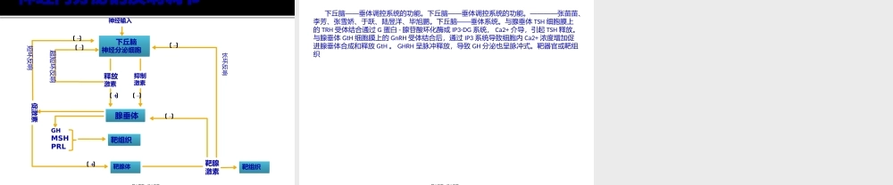 下丘脑——垂体调控.pptx