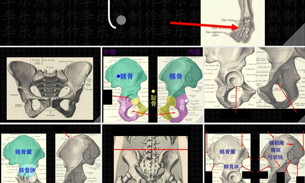 下肢骨与连接.pptx