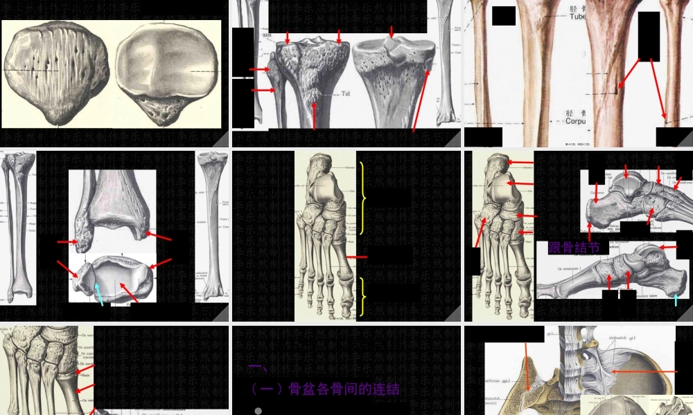 下肢骨与连接.pptx