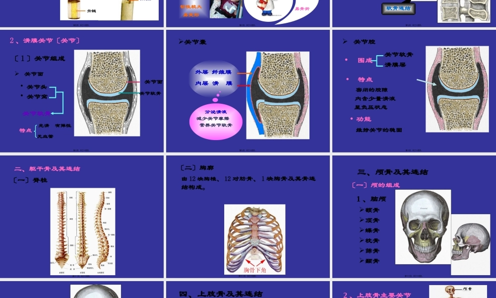 下肢骨主要关节.pptx