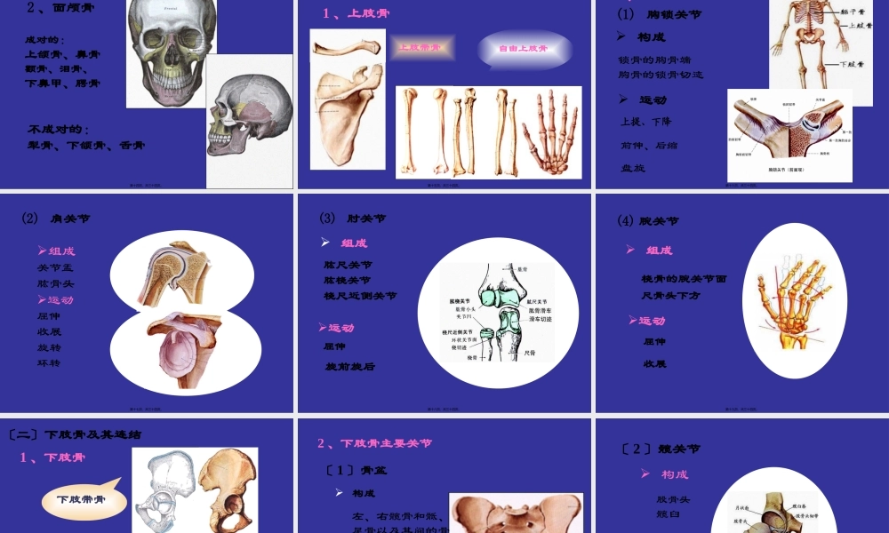 下肢骨主要关节.pptx