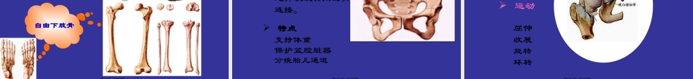下肢骨主要关节.pptx