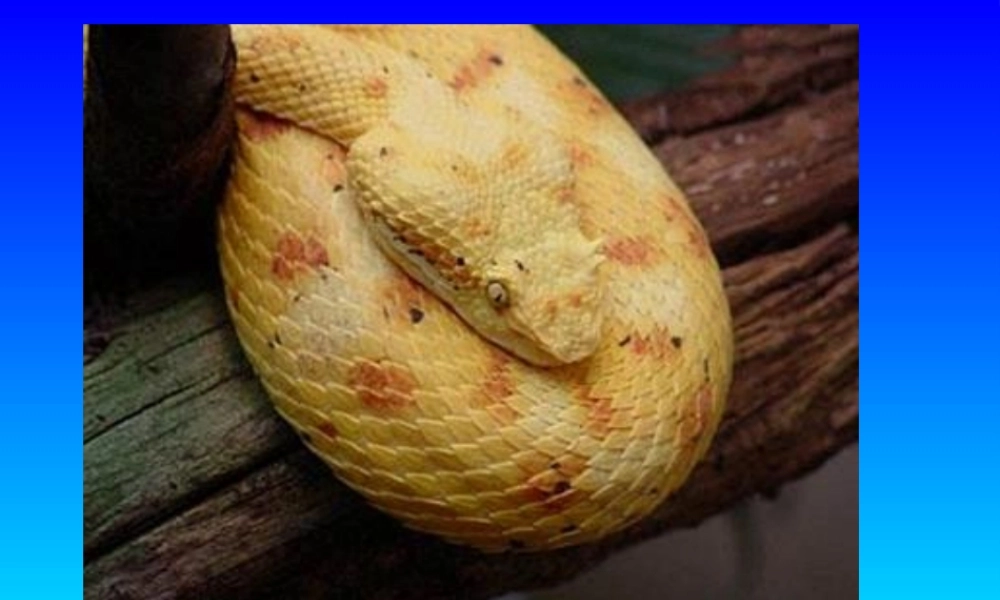 世界毒蛇大全图.pptx