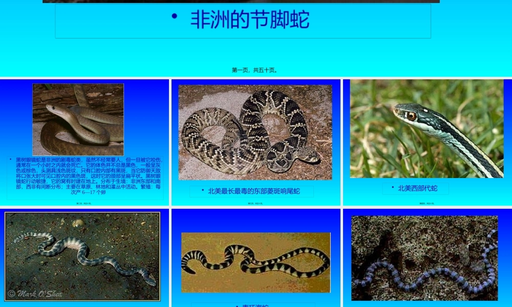世界毒蛇大全图.pptx
