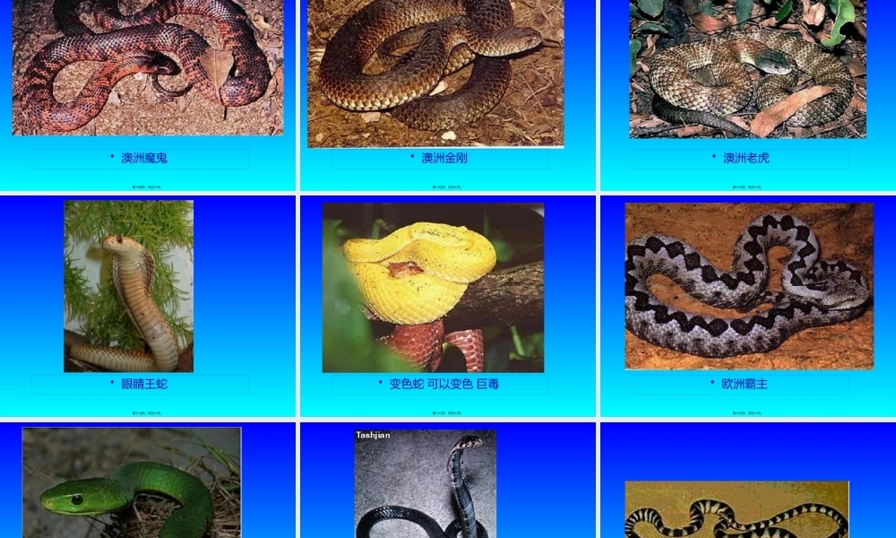 世界毒蛇大全图.pptx