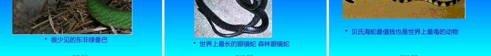 世界毒蛇大全图.pptx