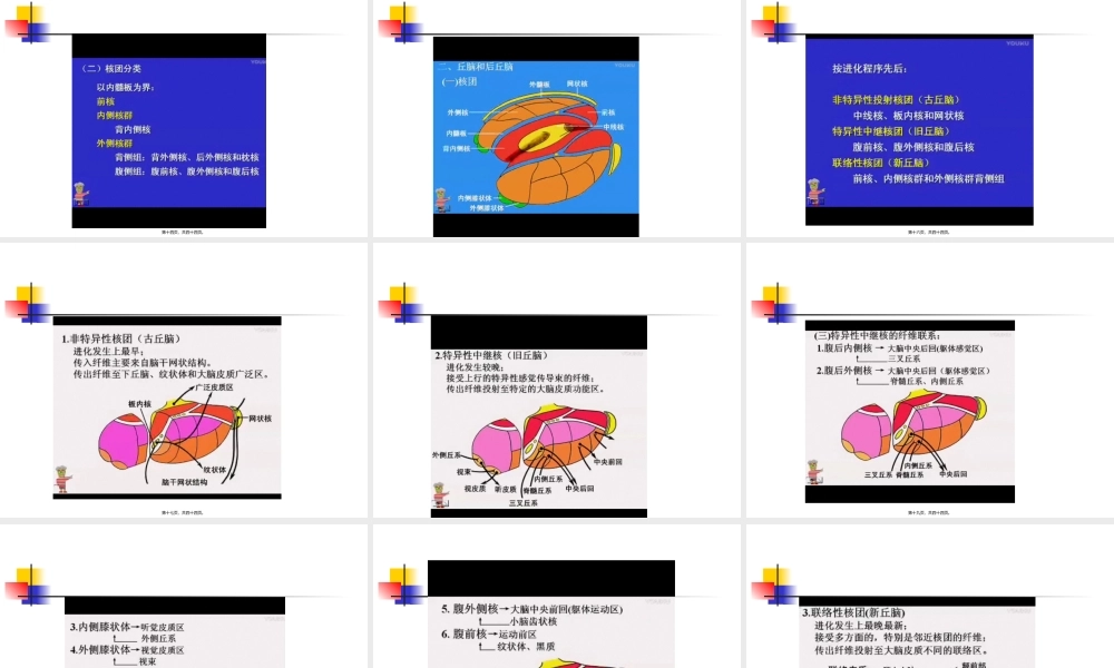 丘脑结构及功能---副本.pptx