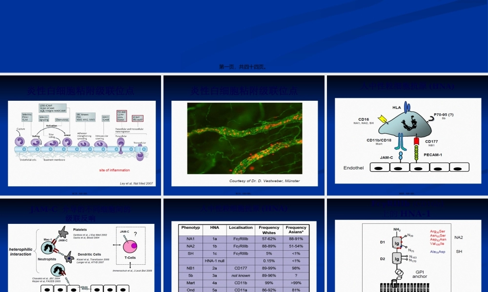 中性粒细胞：免疫.pptx