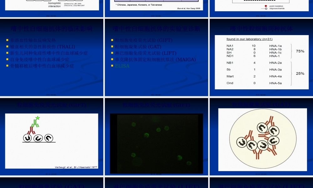 中性粒细胞：免疫.pptx