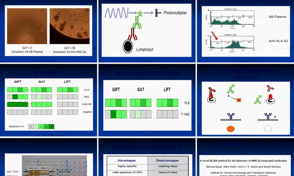 中性粒细胞：免疫.pptx
