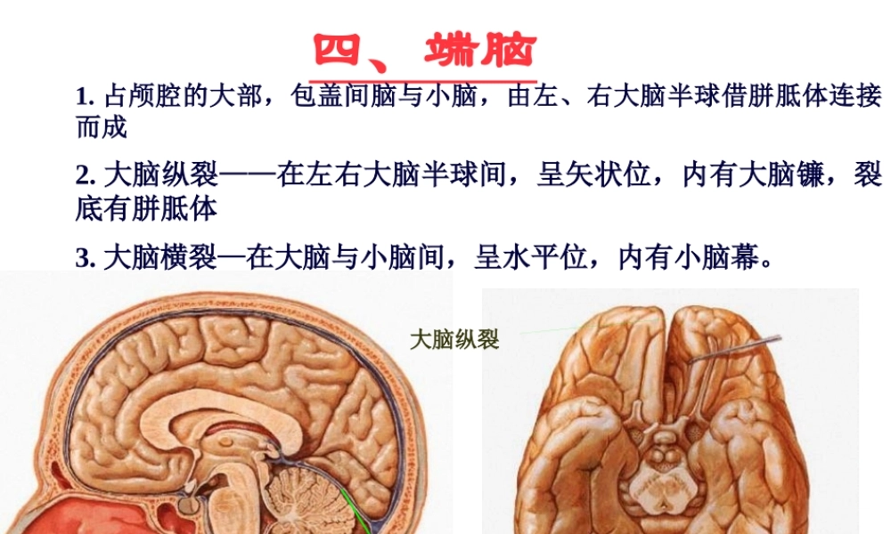 中枢神经-端脑.pptx