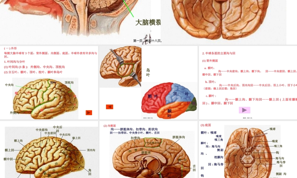 中枢神经-端脑.pptx