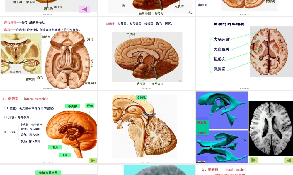 中枢神经-端脑.pptx