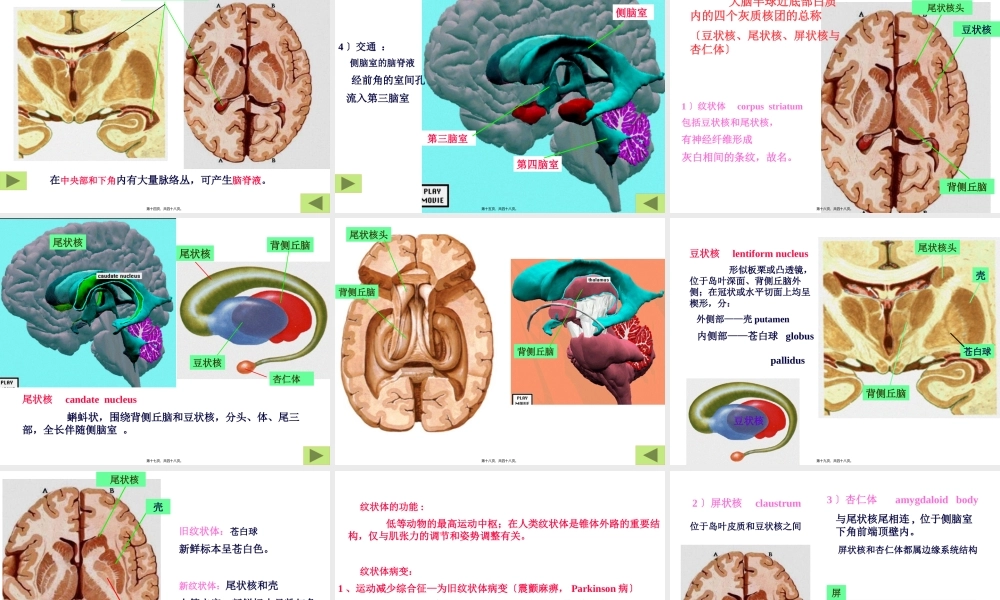 中枢神经-端脑.pptx