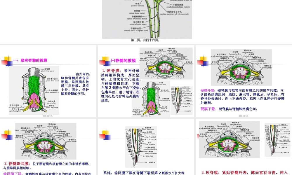 中枢神经系统(六脑和脊髓的被膜、血管及脑脊液循环-).pptx