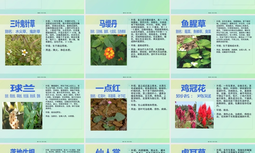 中草药的认识资料.pptx