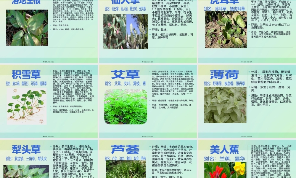 中草药的认识资料.pptx