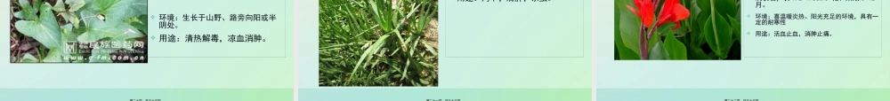 中草药的认识资料.pptx